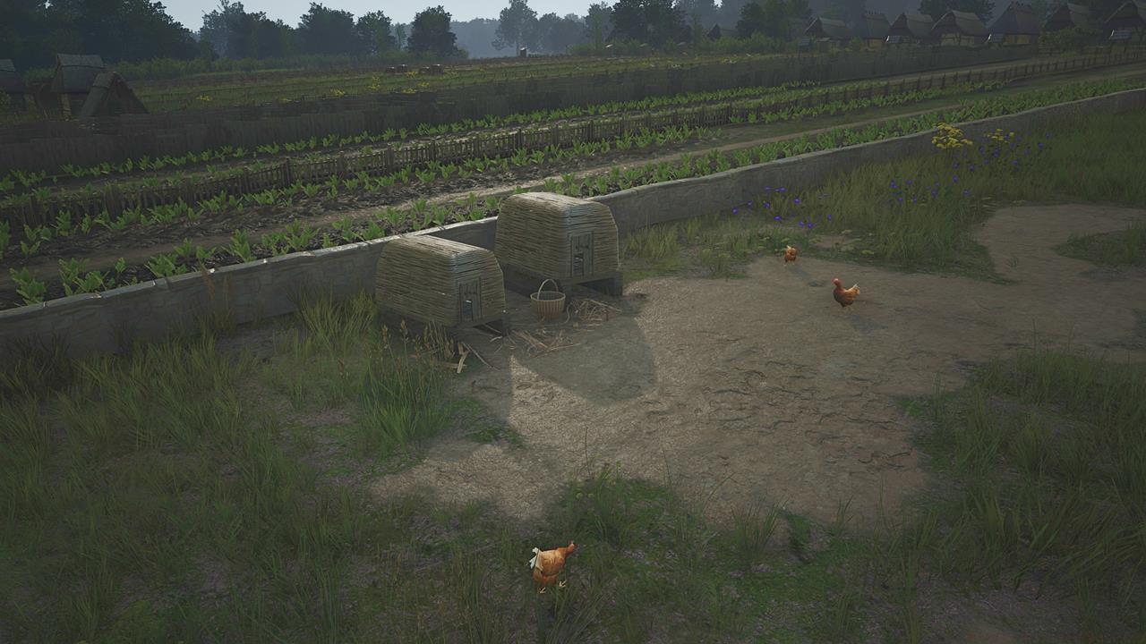 Eggs and Vegetables: The barns in the backyard