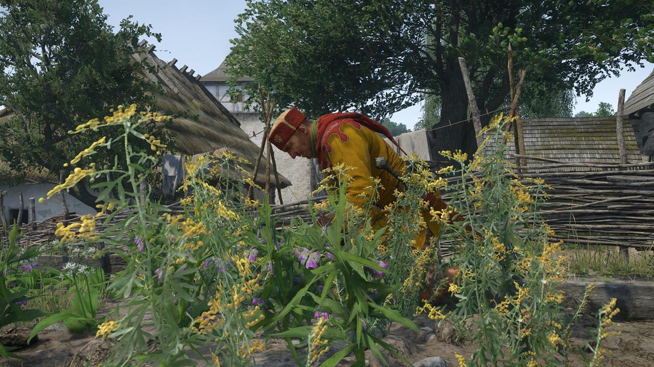 Gathering herbs from the wild