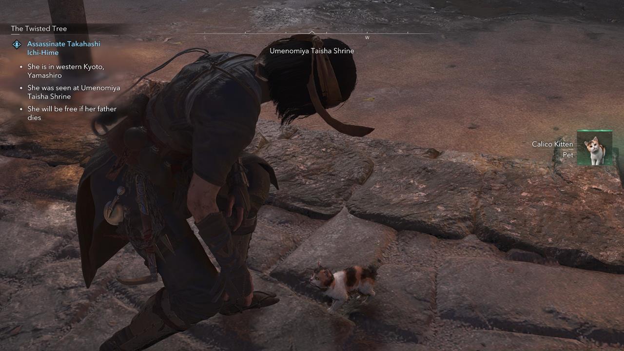 Animal companions in the wild