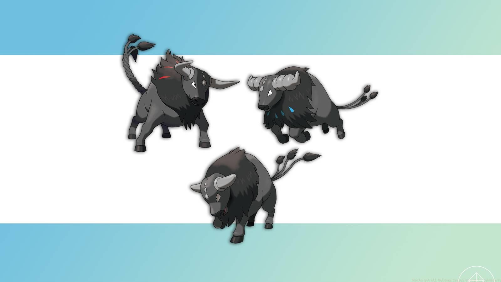 All three Paldean Tauros breeds together